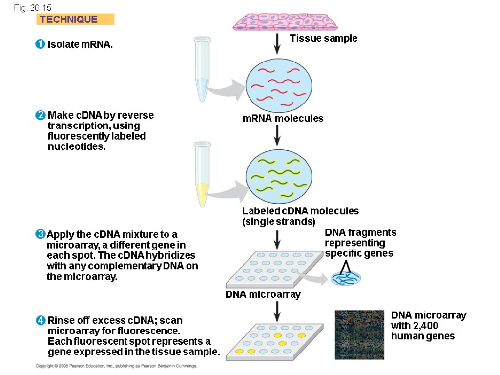 Chapter 20 Biotechnology. Overview The DNA Toolbox Sequencing
